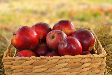 Apple harvest. Ripe red apples in basket on dry grass. Apple picking. autumn background