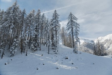 Snowy trees on a winter mountain landscape