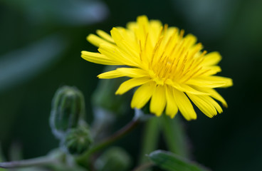 flower with macro in a lot of detail