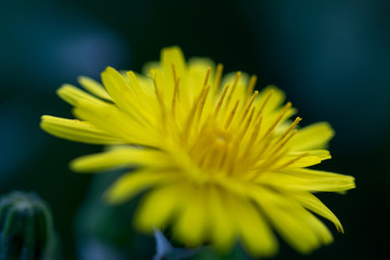 flower with macro in a lot of detail