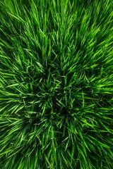 Green juicy grass close-up. Background of green young grass. Green grass background. Young growing rice. Top view.