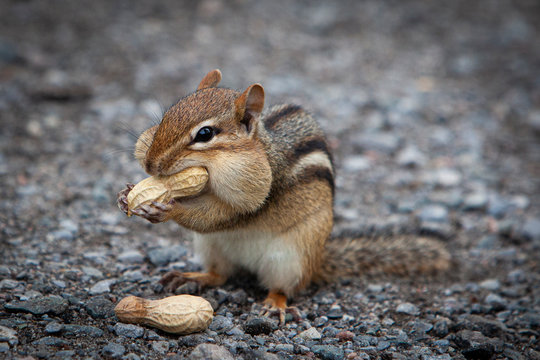 hungry chipmunk eating peanuts