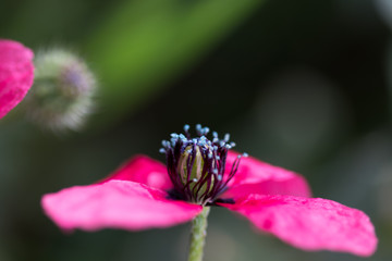 flower with macro in a lot of detail