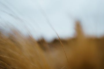 Single blade of summer grass