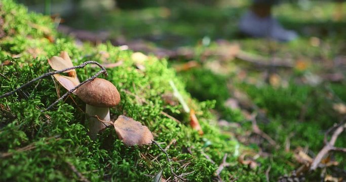 Girl legs of the mushroom picker pass by the white mushrooms boletus. Natural vegetarian food ingredient from woodland. Wild foraged organic farming concept of ecological no GMO natural food.