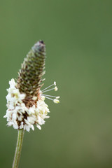 flower with macro in a lot of detail