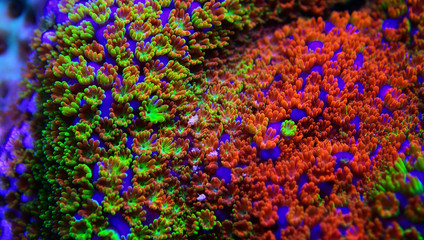 Montipora Rainbow macro polyps -  rare and very beautiful sps coral.