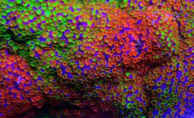 Montipora Rainbow macro polyps -  rare and very beautiful sps coral.
