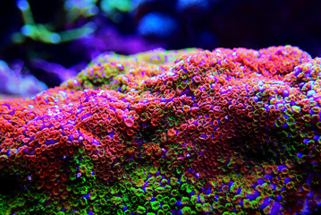 Montipora Rainbow macro polyps -  rare and very beautiful sps coral. © Kolevski.V