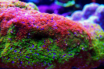 Montipora Rainbow macro polyps -  rare and very beautiful sps coral. © Kolevski.V