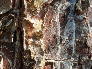 Abstract wood texture bark, cypress tree. Plant, firewood. Bast, mouldy.