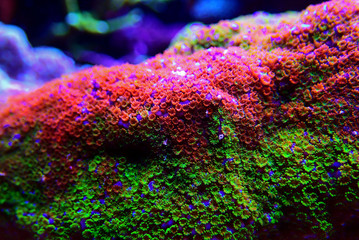 Montipora Rainbow macro polyps -  rare and very beautiful sps coral. © Kolevski.V