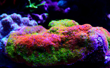 Montipora Rainbow macro polyps -  rare and very beautiful sps coral. © Kolevski.V