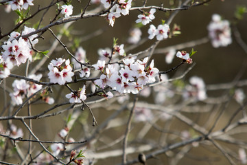 flower with macro in a lot of detail