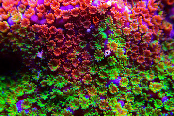 Montipora Rainbow macro polyps -  rare and very beautiful sps coral. © Kolevski.V