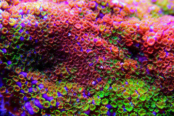 Montipora Rainbow macro polyps -  rare and very beautiful sps coral.