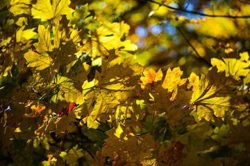 Autumn Sun Hitting The Maple Tree Leaf From Behind And Lighting Up All The Gorgeous Gold And Yellow Orange Fall Season Colors In The Pacific Northwest Forest,  Washington, United States.