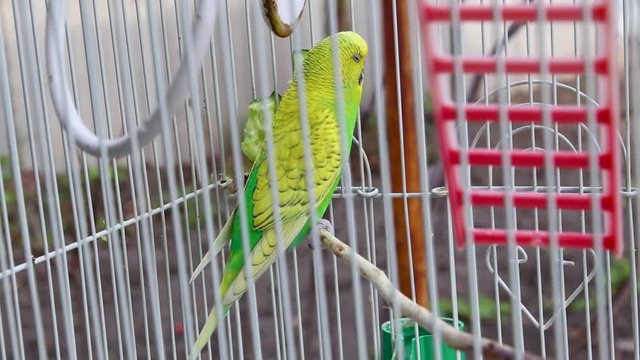 The parrot in the cage cleans his feathers