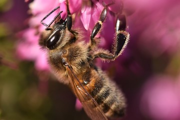 abeille
