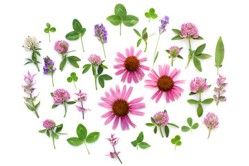 Medicinal  herbs. Herbal tea. Flat lay, top view. Echinacea. Composition of plants and flowers on a white background - obrazy, fototapety, plakaty