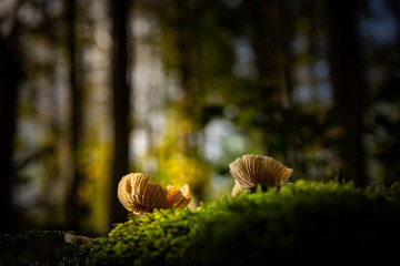 Pilzgruppe auf Baumstamm 