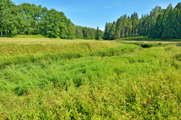 Beautiful forest landscape.