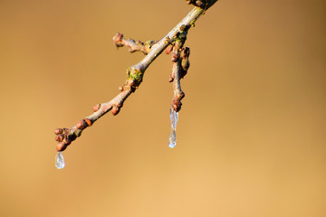 Ast mit gefrohrenen Tropfen