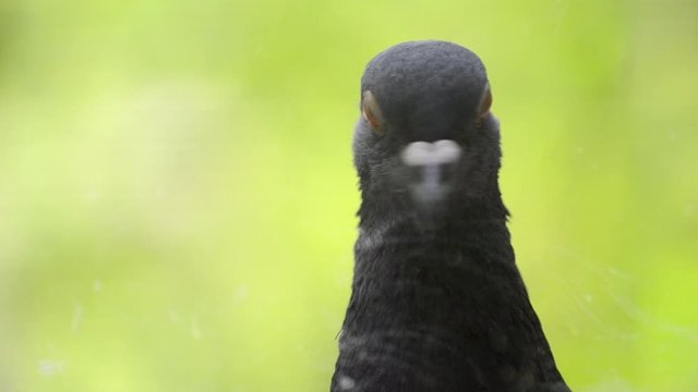 Pigeon head close