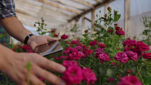 Close-up hands gardener florist. modern rose farmers walk through the greenhouse with a plantation of flowers, touch the buds and touch the screen of the tablet