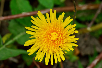 Beautiful yellow dandelion flowers closeup on grass background
