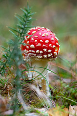 Fly agaric (Amanita muscaria) in natural environment
