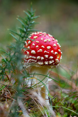 Fly agaric (Muchomor czerwony)