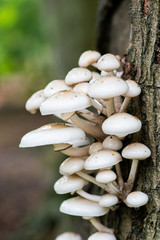 Oudemansiella mucida in natural environment 