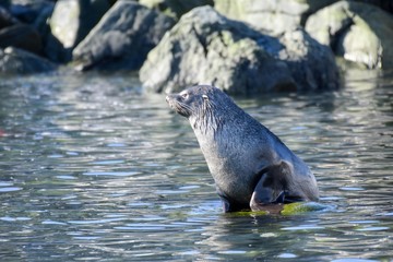 otarie à fourrure antarctique 