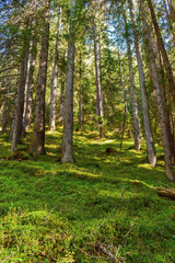 Obraz premium Autumn forest with tall pine trees.