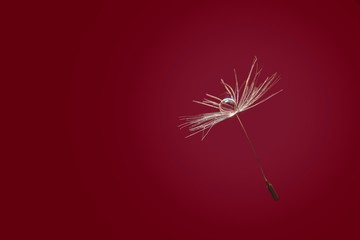 Water drop on isolated dandelion seed. Macro dandelion seed with drop of water on red background. Copy space for text. Close up