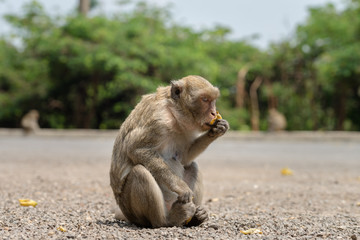 A monkey is sitting on ground and eating banana which is feed by tourist.