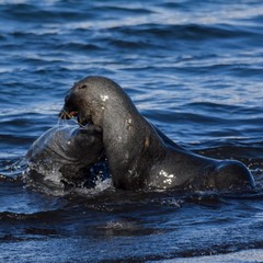 combat d'otaries à fourrure