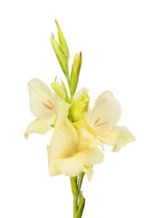 Cream coloured gladioli