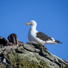 Naklejka premium géland dominicain adulte 