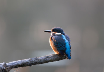 Kingfisher standing on branch