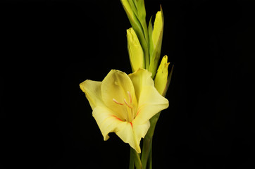 Obraz premium Yellow gladioli against black