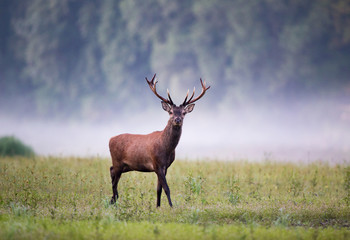 Red deer standing in forest