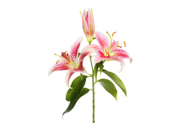 Lily flowers and foliage