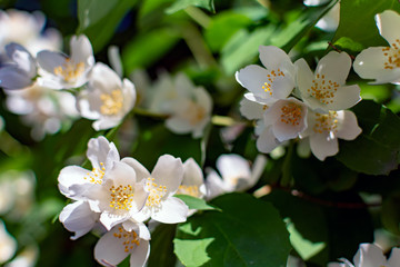 Fototapeta premium Closeup of Sweet mock-orange (Philadelphus coronarius) flowers in mild evening summer sunlight. Nature background with English dogwood flowers. Soft dreamy image.