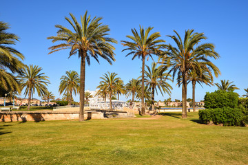 Fototapeta na wymiar Palm trees growing in the city of Alcudia in Mallorca, Spain