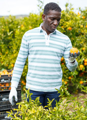 African-American farmer harvesting mandarins © JackF