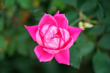 Brilliant Color Rose Isolated as a Macro