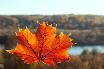 Red maple leaf on a landscape background