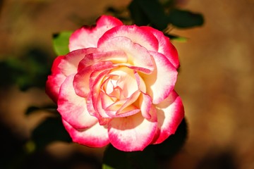 Brilliant Color Rose Isolated as a Macro